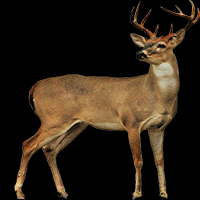 deer01